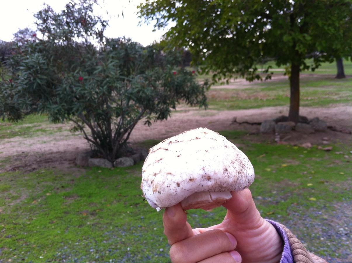 Cortijo Charcollana Villa Pozoblanco Eksteriør bilde