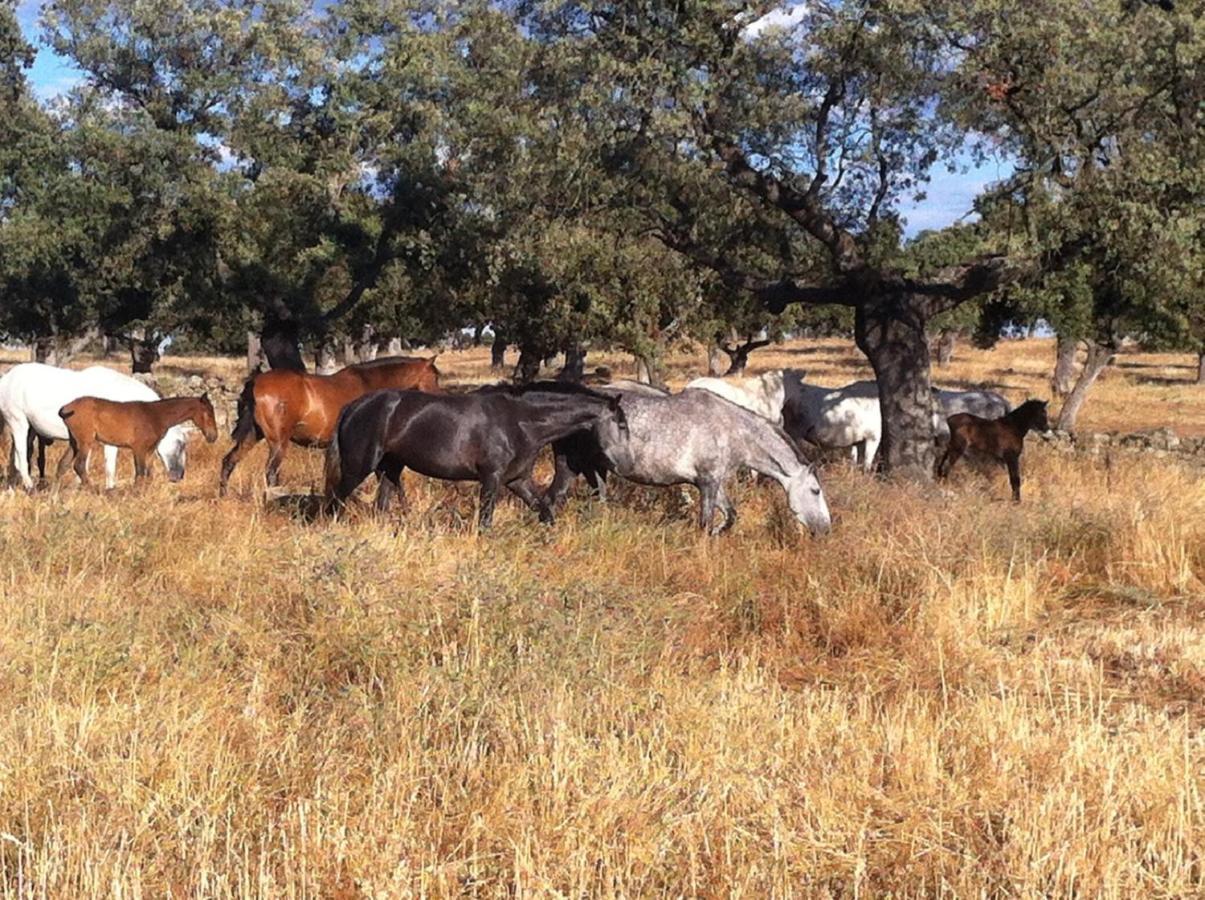 Cortijo Charcollana Villa Pozoblanco Eksteriør bilde